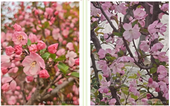 江苏工程职业技术学院：春日校园，藏着最美的限定温柔12.png
