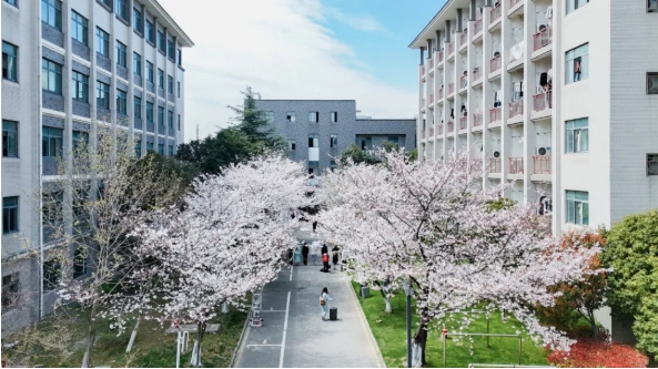 在无锡城市职业技术学院，拍到了春天的天花板！