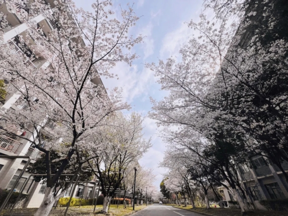 在无锡城市职业技术学院，拍到了春天的天花板！6.png