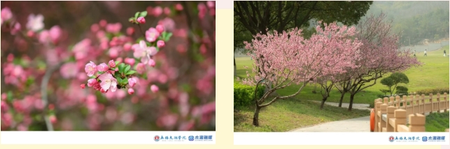 1777339811490930.png 春风漫染校园!无锡太湖学院 Color Walk 定格春日美好2.png