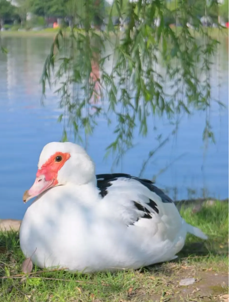 1779869243671010.png 走进南京机电:初夏校园的灵动瞬间与青春风景12.png